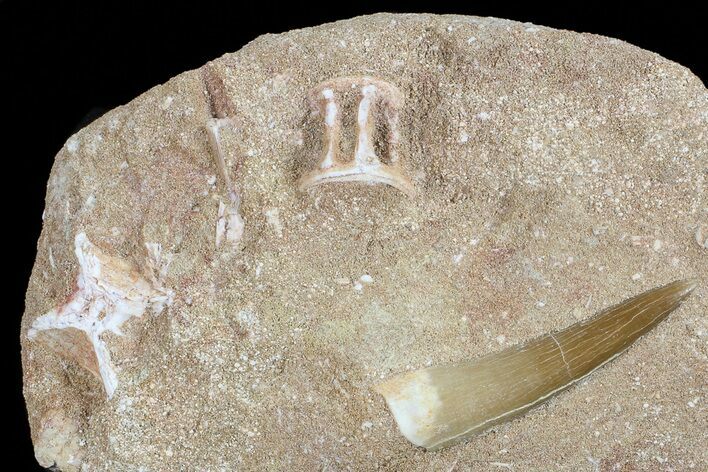 Fossil Plesiosaur (Zarafasaura) Tooth In Sandstone - Morocco #70315